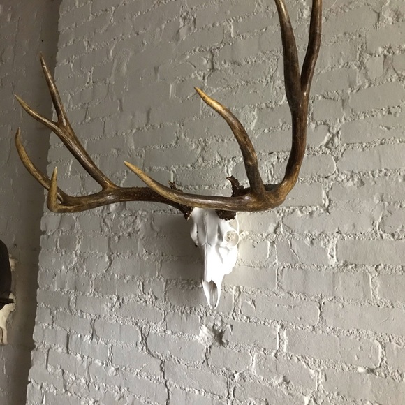 Fallow and Axis Deer Mount - Picture 12 of 12
